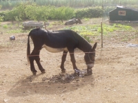 Parťák